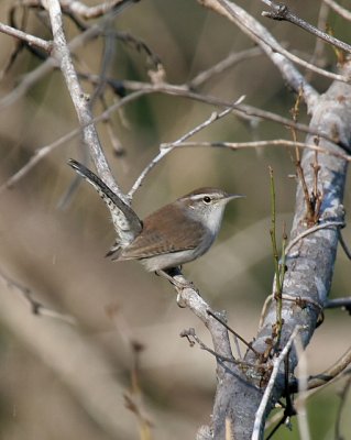 Bewick's Wren