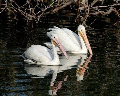 White Pelican