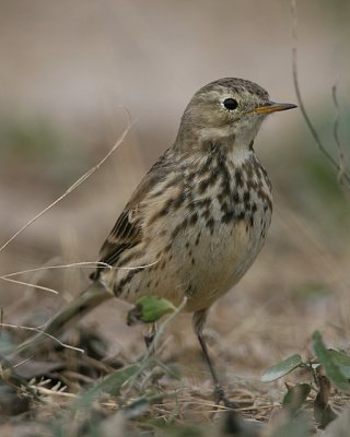 American Pipit