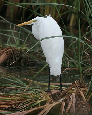 Great Egret