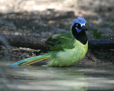 Green Jay