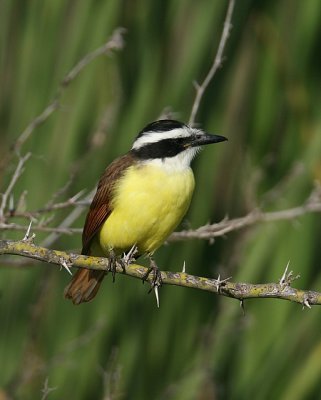 Great Kiskadee