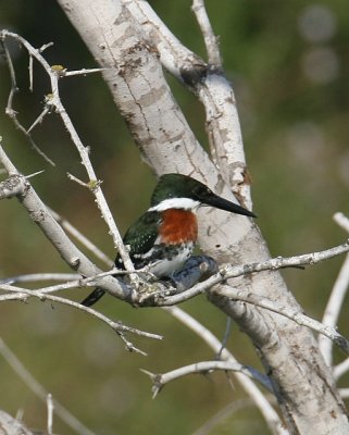 Green Kingfisher