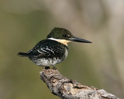 Green Kingfisher