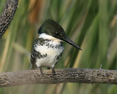 Green Kingfisher