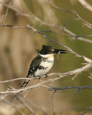 Green Kingfisher