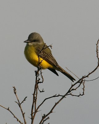 Couch's Kingbird