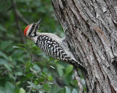 Ladder-backed Woodpecker