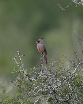 Pyrrhuloxia