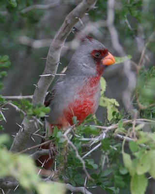 Pyrrhuloxia