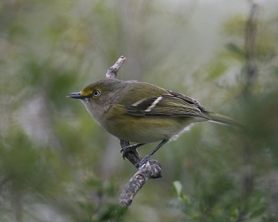 White-eyed Vireo