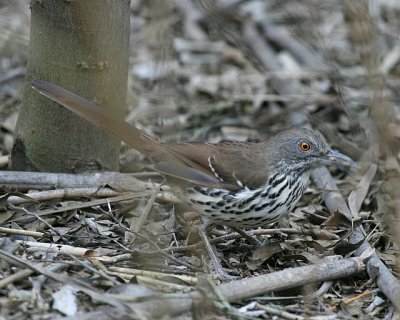 Long-billed Thrasher