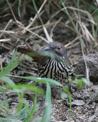 Long-billed Thrasher