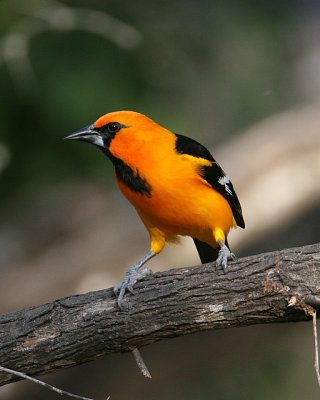 Altamira's Oriole