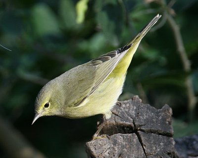 Orange-crowned Warbler