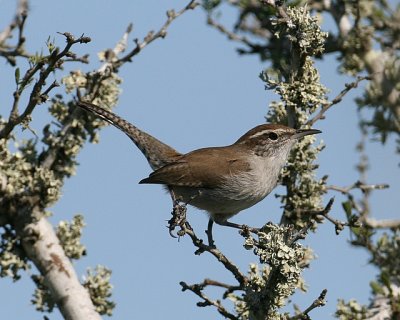 Bewick's Wren