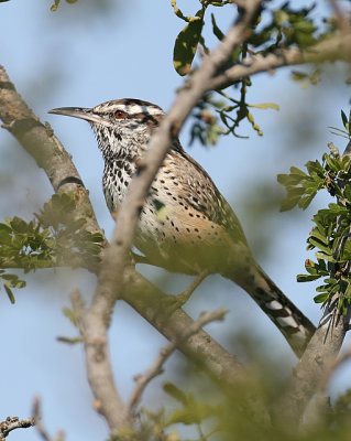 Cactus Wren