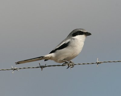 Loggerhead Shrike