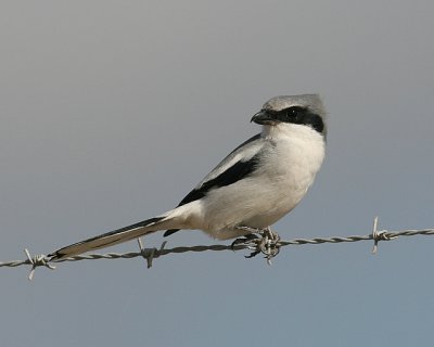 Loggerhead Shrike