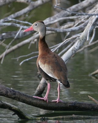 Black-bellied Whistling-duck