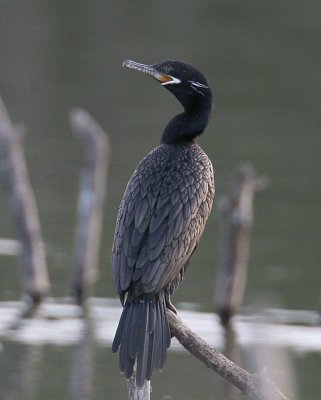 Neotropic Cormorant