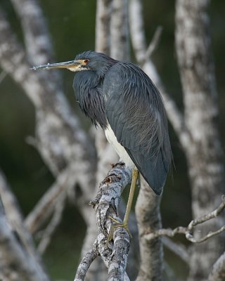 Tricolored Heron