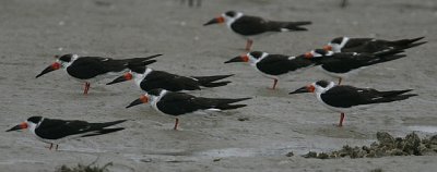 Black Skimmer