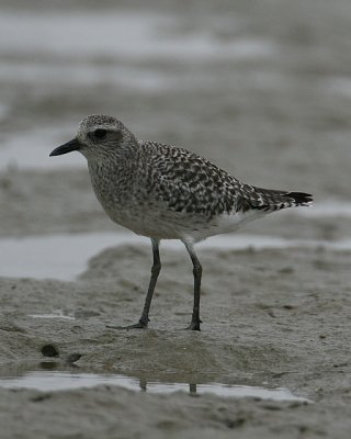 Black-bellied Plover