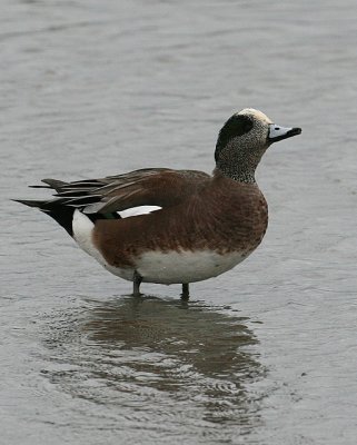 American Wigeon