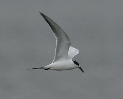 Forster's Tern