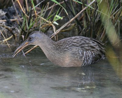 Clapper Rail