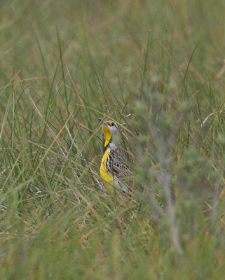 Eastern Meadowlark