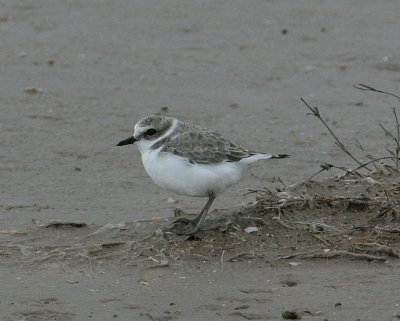 Snowy Plover