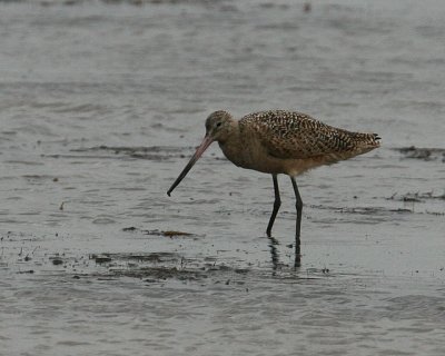 Marbled Godwit