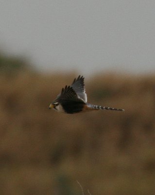 Aplomado Falcon