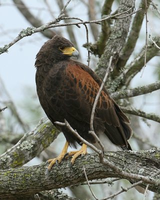 Harris Hawk