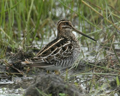 Wilson's Snipe