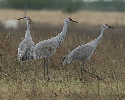 Sandhill Crane