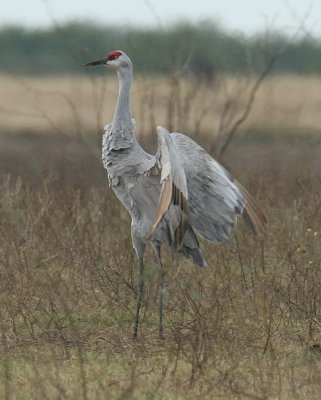 Sandhill Crane