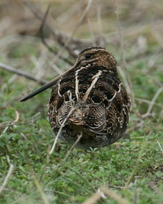 Wilson's Snipe