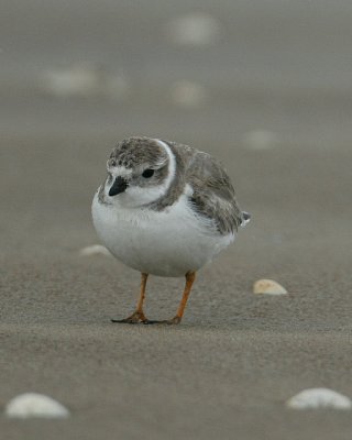 Piping PLover