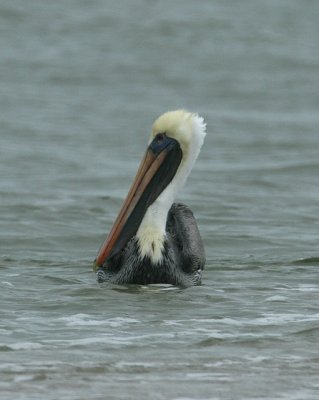 Brown Pelican