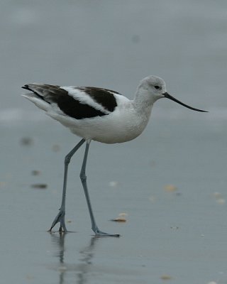 American Avocet