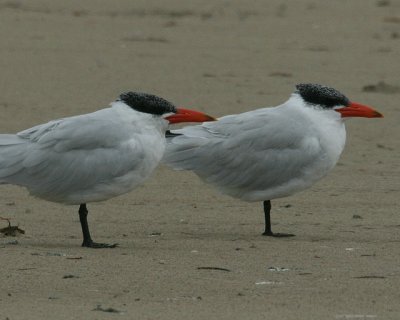 Caspian Tern