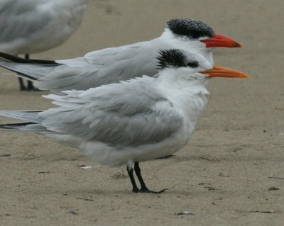 Royal & Caspian Terns