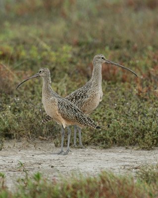 Long-billed Curlew