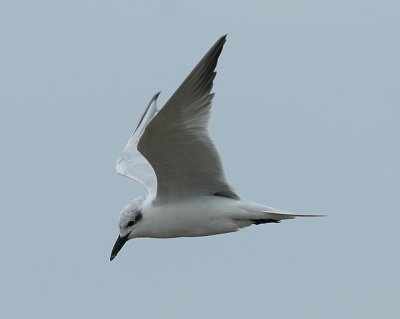 Gull-billled Tern