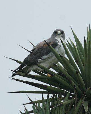 White-tailed Hawk