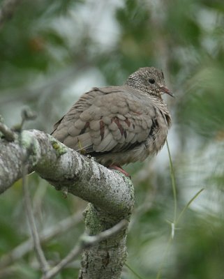 Common Ground-dove