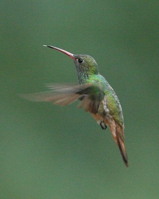 Buff-bellied Hummingbird